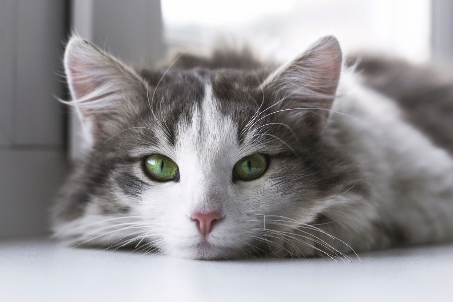 Comment augmenter l'espérance de vie d'un chat ?