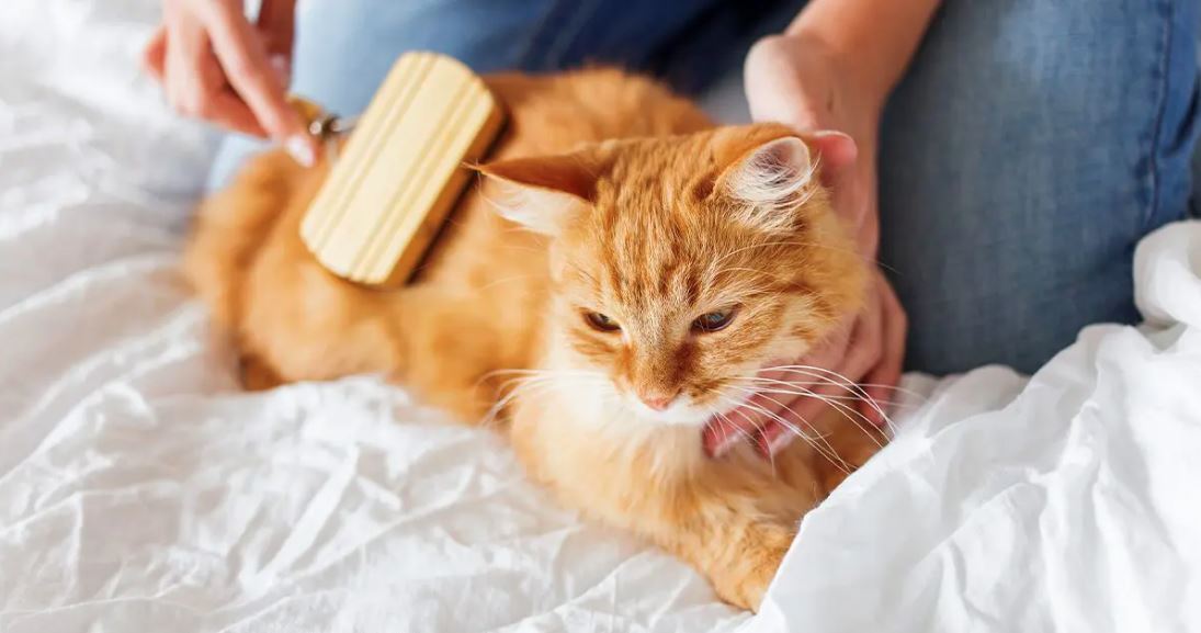 kat verliest veel haar 