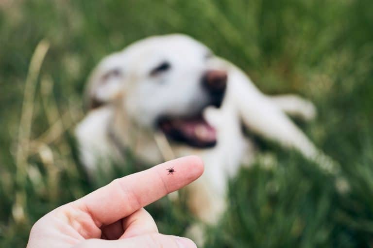 teken hond voorkomen 