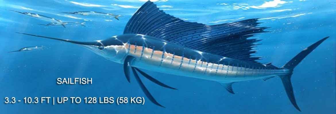 Fastest Fish in the World — Dazzling Sailfish