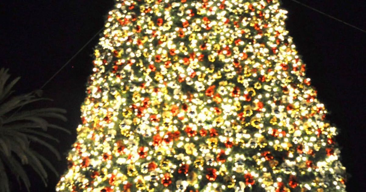 Sullivan's Island Tree Lighting wigstache16 Bid Now