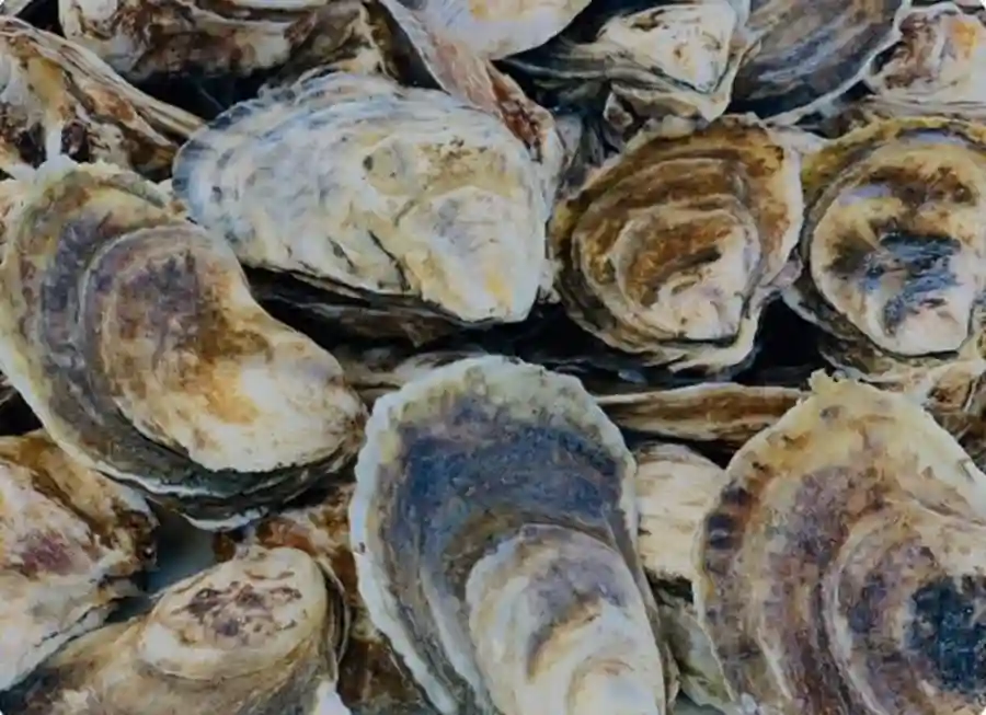 Shuckin' on the Wando