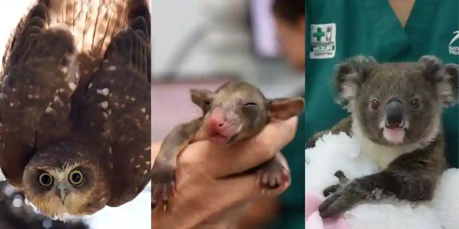 Currumbin Wildlife Hospital Gala Dinner