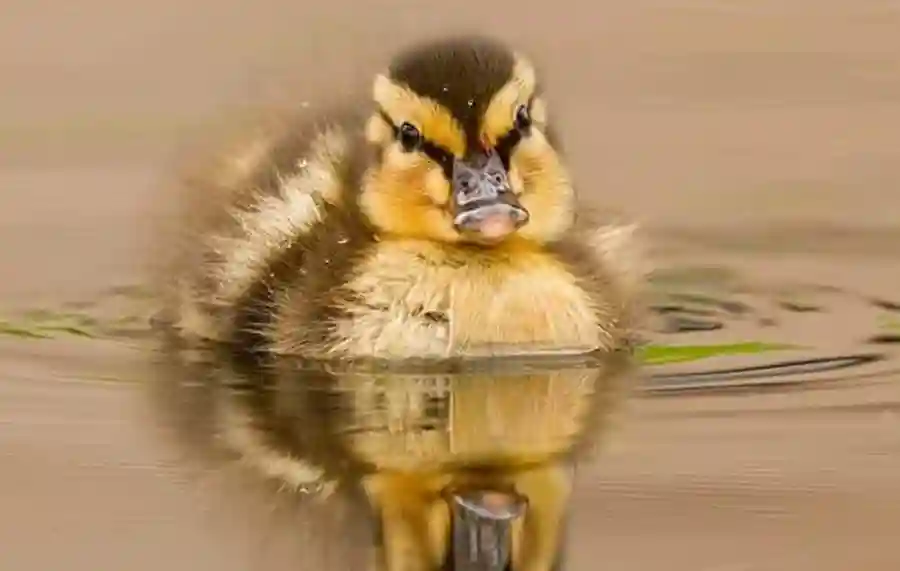 2019 Meridian Chapter Fall Dinner