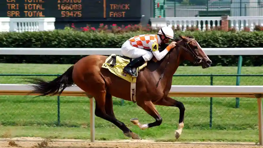 Foodfest for Retired Racehorses