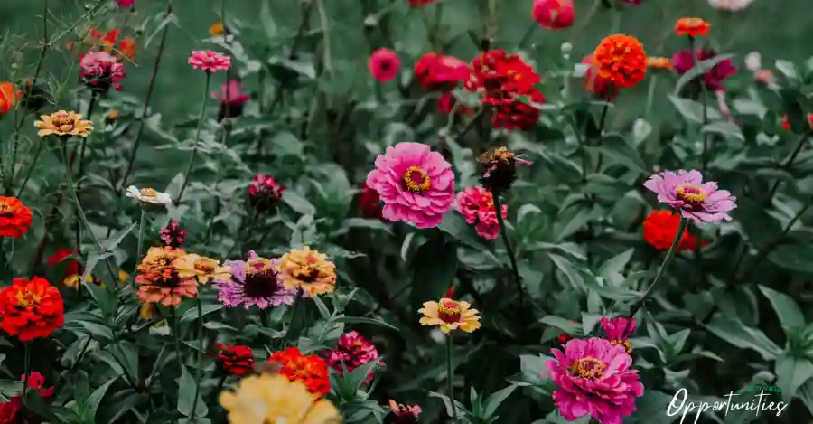 Great Futures Gala: Growing Opportunities