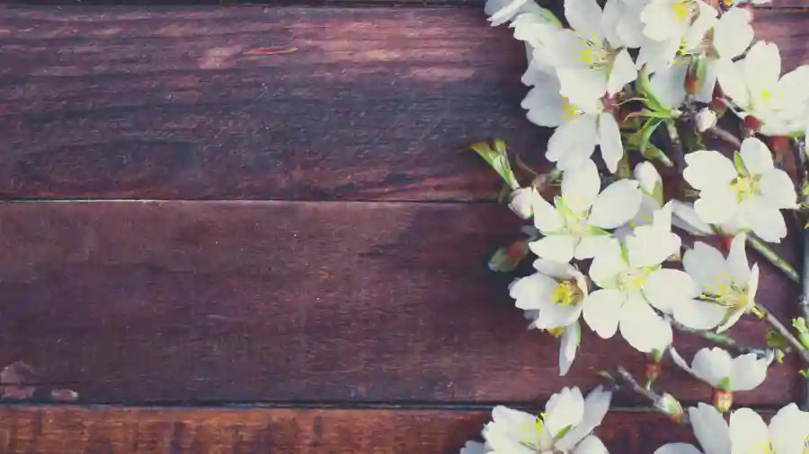 Online Spring Auction