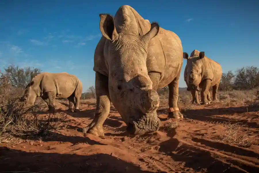 Rhino Conservation Experience
