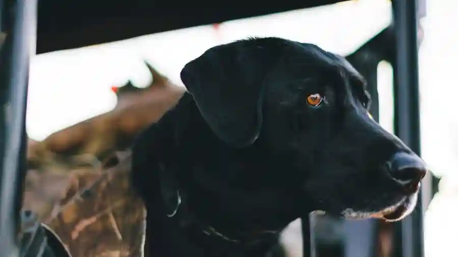 Heart of Texas Ducks Unlimited Dinner