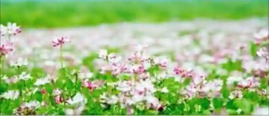 Nativity School 1st Annual Spring Vendor Fair