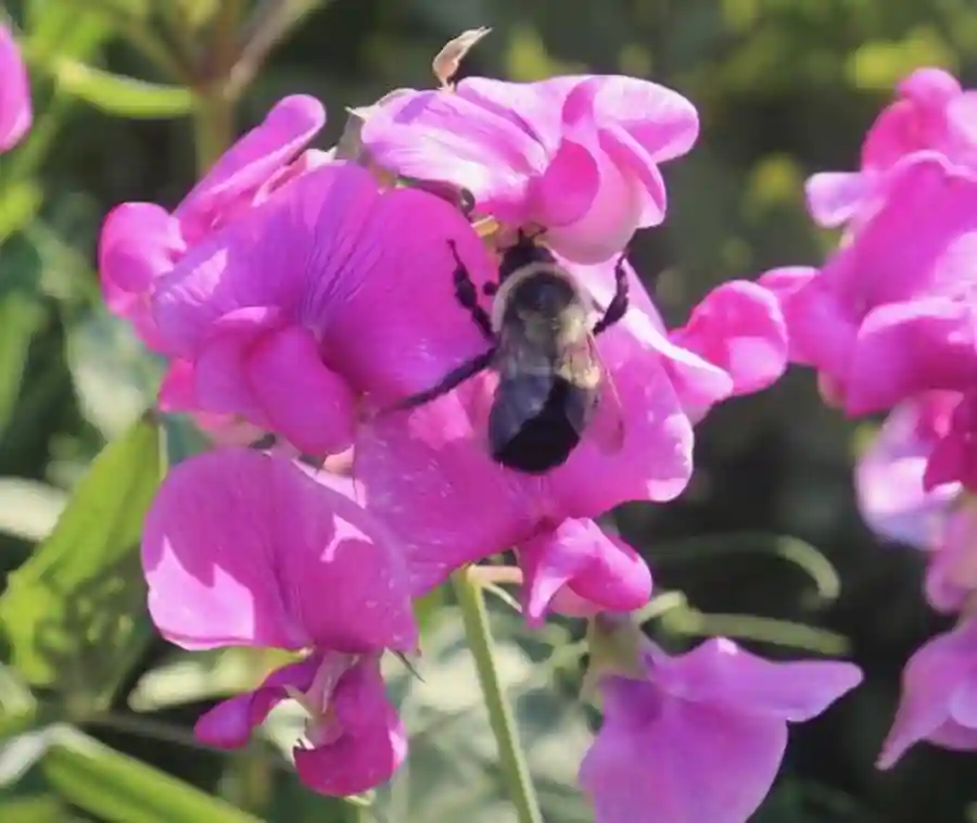 Madison County Garden Tour 2022