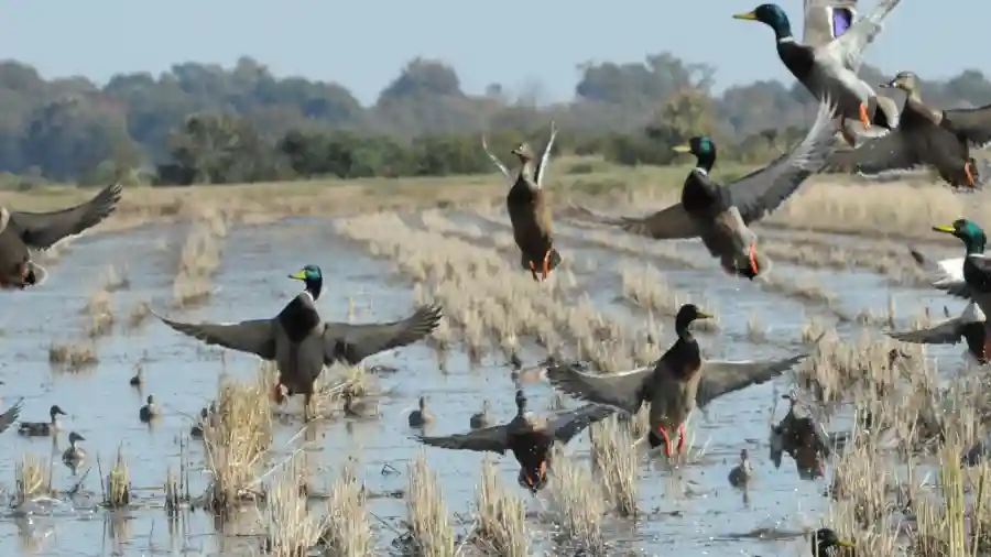 Memphis Sportsman's Dinner & Auction