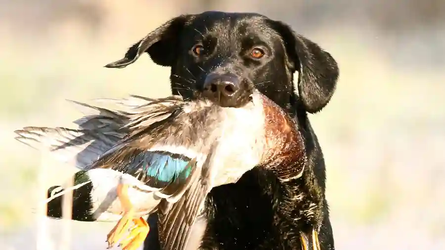 Lonestar Ducks Unlimited Dinner