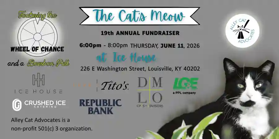 The 2026 Cat's Meow