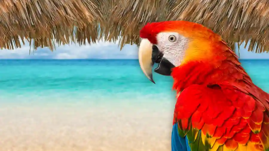 Night in the Tropics Online Auction