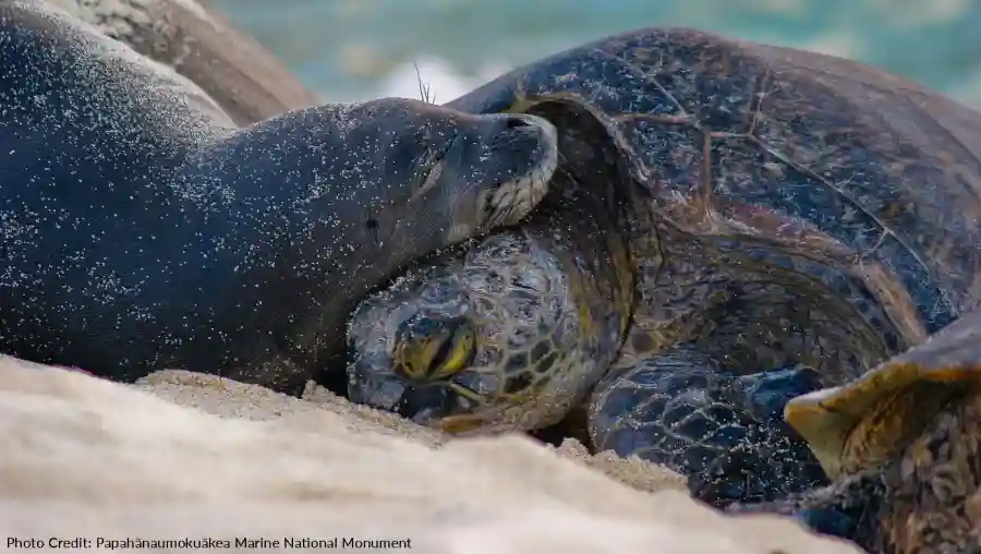 Capitol Hill Ocean Week 2022 Auction