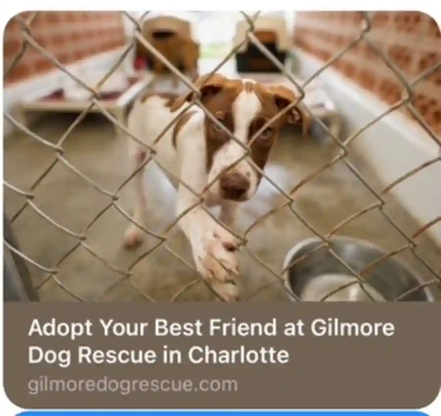 Gilmore Dog Rescue Fundraiser