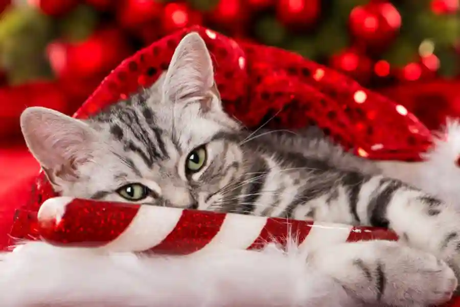 Tabby Tale's 12 Days of Cat-mas!