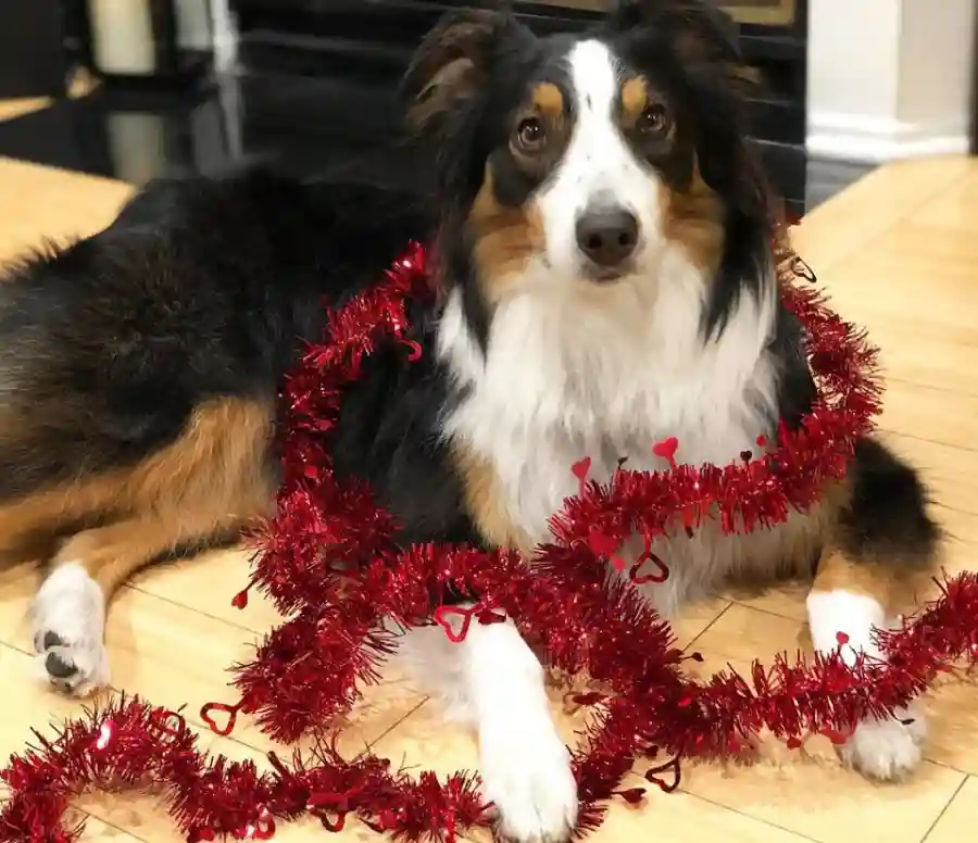 Pause4Paws Valentine Raffle