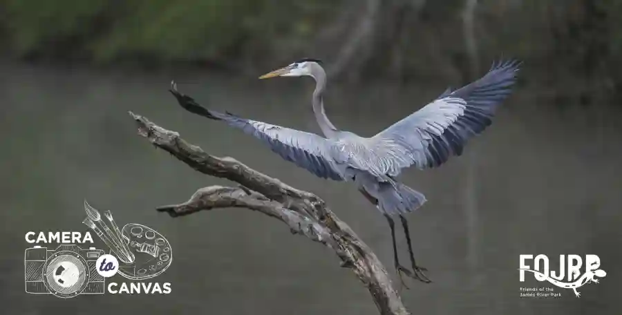 Camera to Canvas 2025