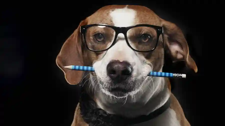 Pause4Paws Trivia for a Cause Online Auction