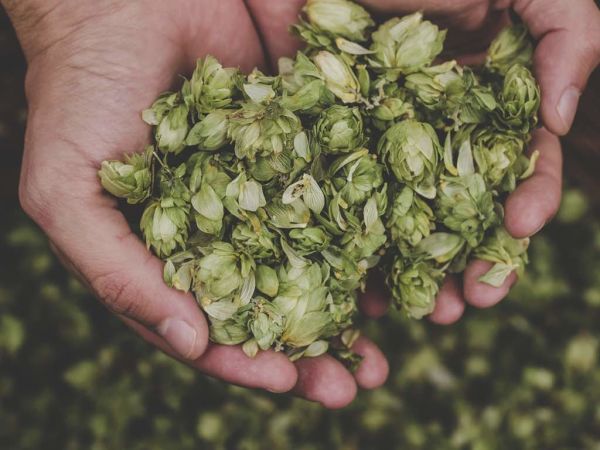 Hops plam