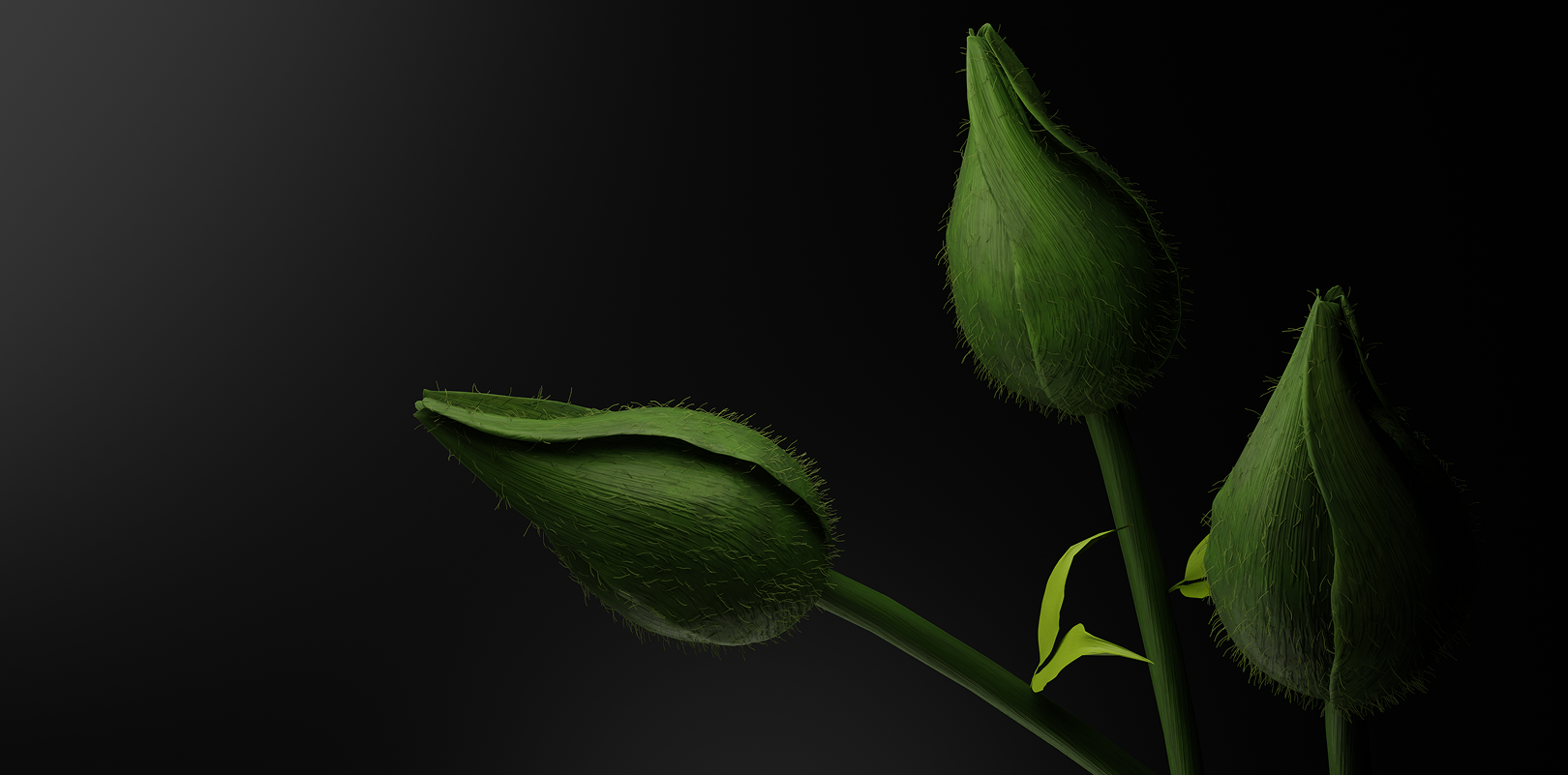 rosy glow mockup