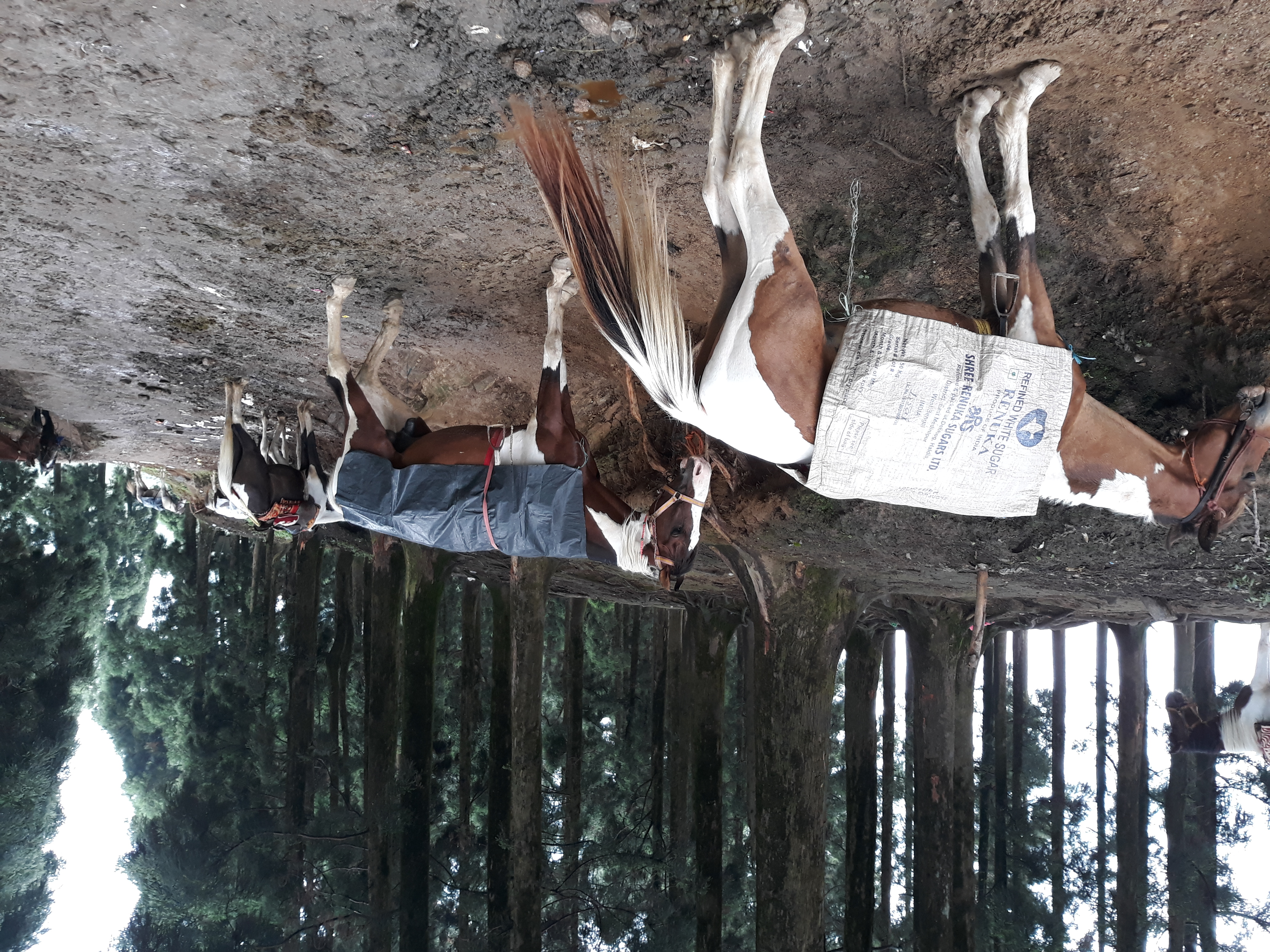 Photo representing kanyam in ilam (nepal)