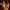 Abyssinian cover