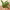 Zamioculcas zamiifolia cover