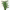 Bamboo Palm (Chamaedorea seifrizii) cover
