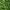 Common Ivy (Hedera helix) cover