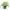 Spider Plant (Chlorophytum comosum) cover