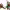 LEGO Icons Plaza Mayor Medieval cover
