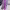 Total look in violet tones cover