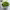 Goma Wakame cover