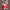 Creating a Personalized Perfume cover