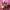 Belinda, Kenia OS, and Danna cover