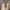 Shiba Inu cover