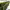 SingularGreen cover