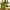 Sword of Saint George (Sansevieria trifasciata) cover