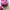 Beetroot Juice cover