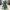 Philodendron hederaceum (Heartleaf Philodendron) cover