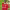 Amad Diallo (Manchester United) cover