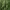 Snake Plant (Sansevieria/Dracaena trifasciata) cover