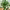 Monstera Adansonii (Swiss Cheese Plant) cover