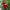 Red Peppers cover