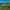 Nevis cover