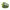 Green bell pepper cover