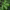 Mimosa pudica (Sensitive Plant) cover